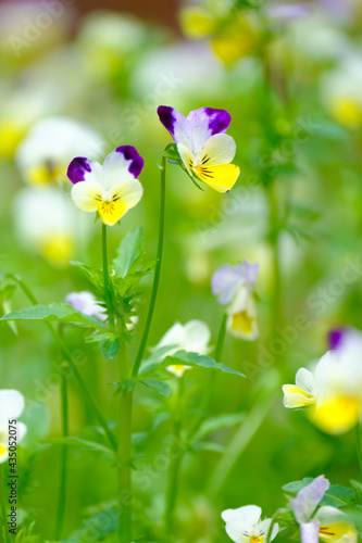 神戸布引ハーブ園の三色すみれ、ワイルドパンジー。紫、黄、白の三色を一花に持ち、小さな愛らしい花が目を引く。花は砂糖漬けにしてデザートの飾りにする。