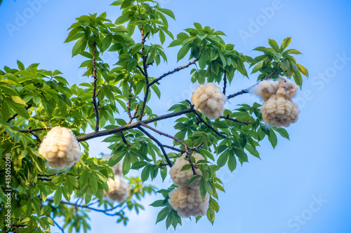 Different kapok falling in summer photo