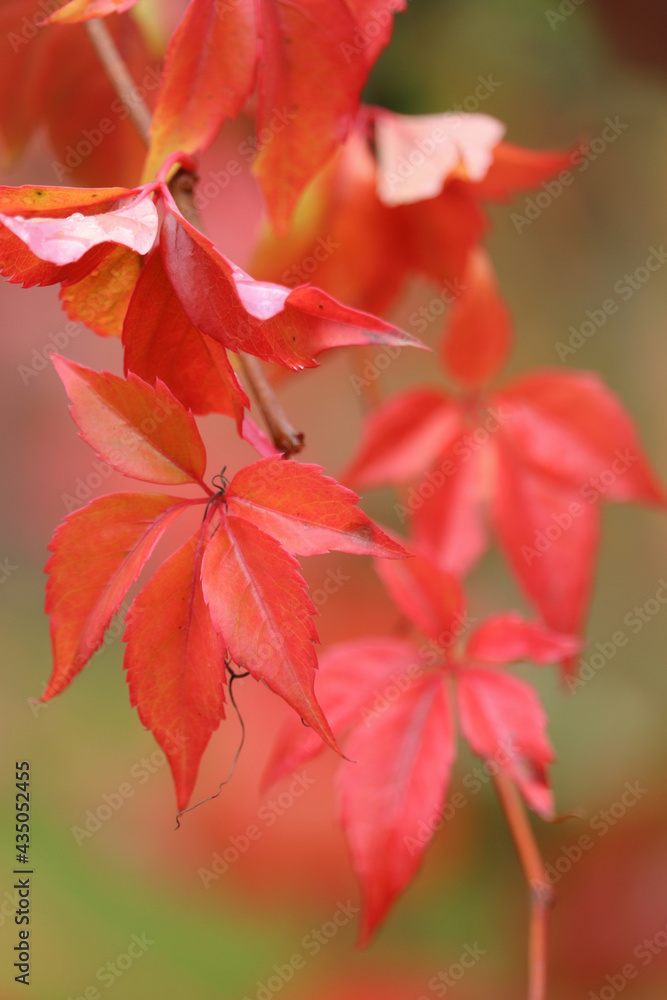 Vibrant red leaves against a green background on a fall day in Germany. Vibrant red leaves against a green background on a fall day in Germany.