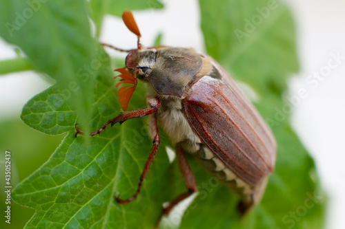 Chafer. May beetle sitting on green leaves of a plant
