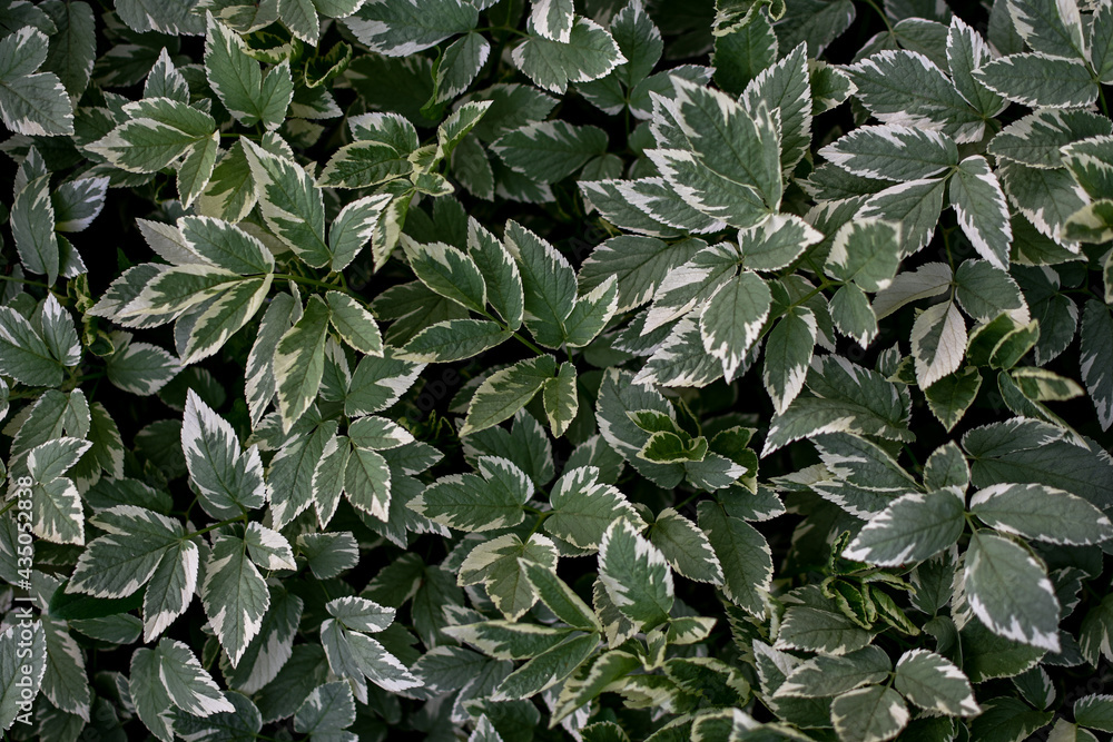 Variegated, multi-colored leaves of the plant. Summer or spring background from natural leaves. Top view. Variegated, multi-colored leaves of the plant. Summer or spring background from natural leaves. Top view.