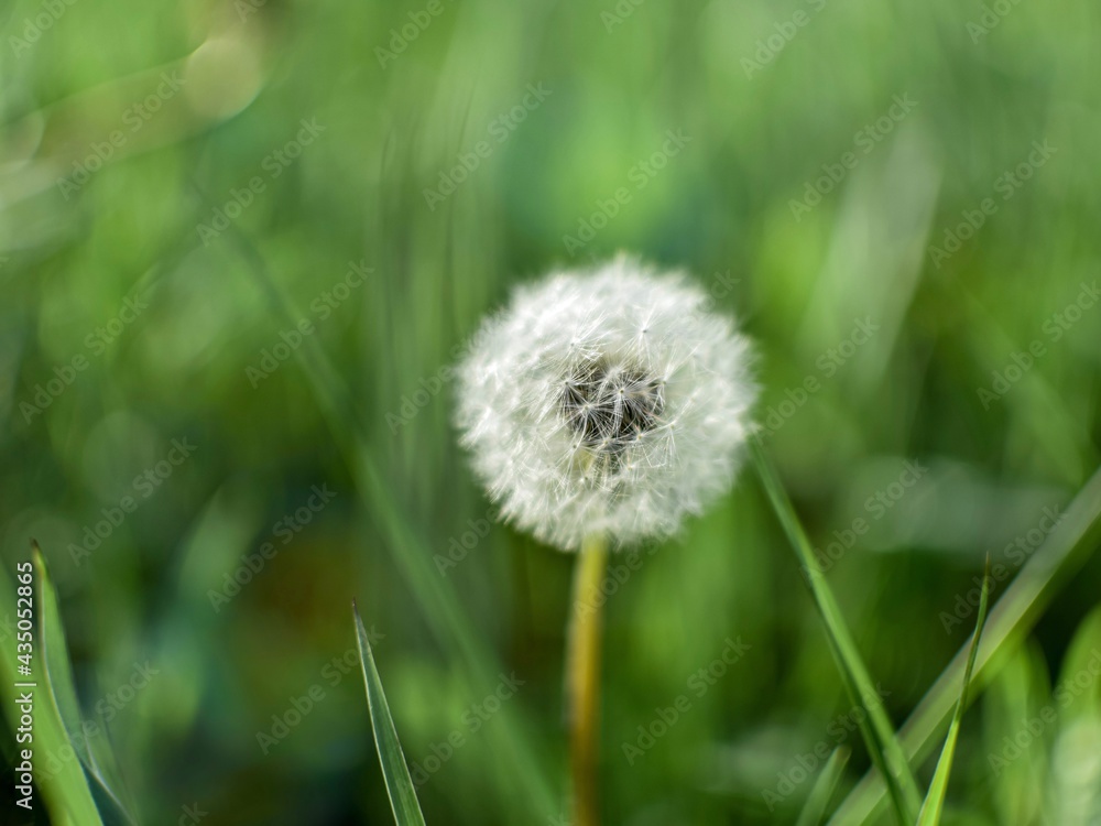 Faded, fluffy dandelion on a blurred natural background, close-up. Faded, fluffy dandelion on a blurred natural background, close-up.