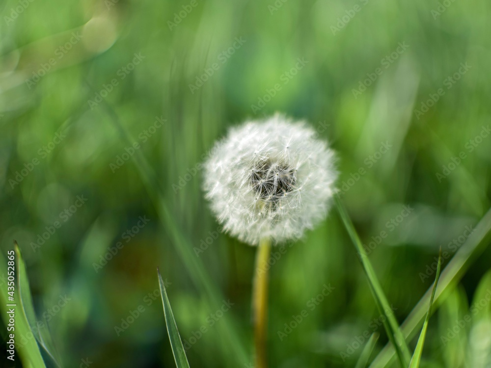 Faded, fluffy dandelion on a blurred natural background, close-up.