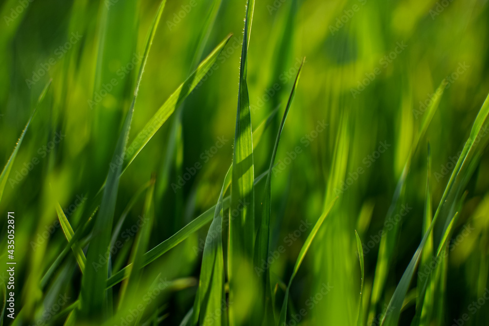 Spring or summer background with green, young grass. Blur. National backdrop. Concept summer or spring. Spring or summer background with green, young grass. Blur. National backdrop. Concept summer or spring.