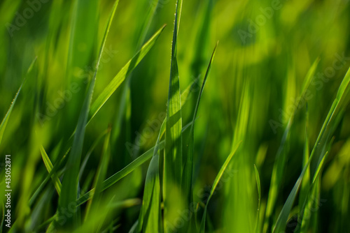 Spring or summer background with green, young grass. Blur. National backdrop. Concept summer or spring.