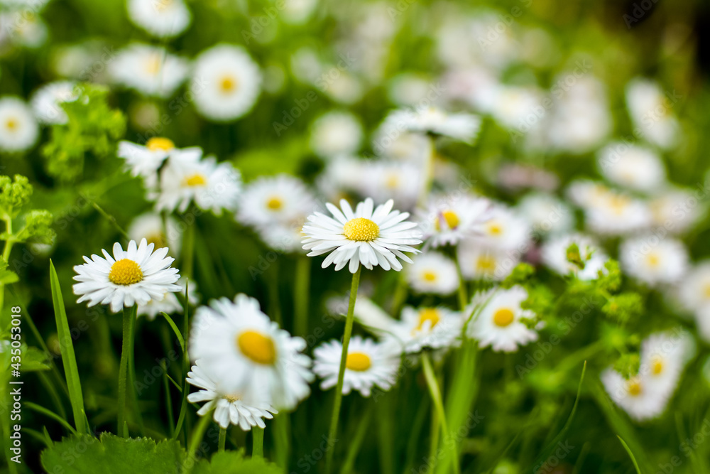 Obraz premium Lawn with blooming daisies, blurred green natural background. Concept for spring or summer.