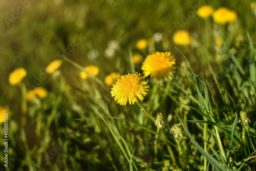 Bright yellow dandelion flowers on a natural  blurred background  close-up.