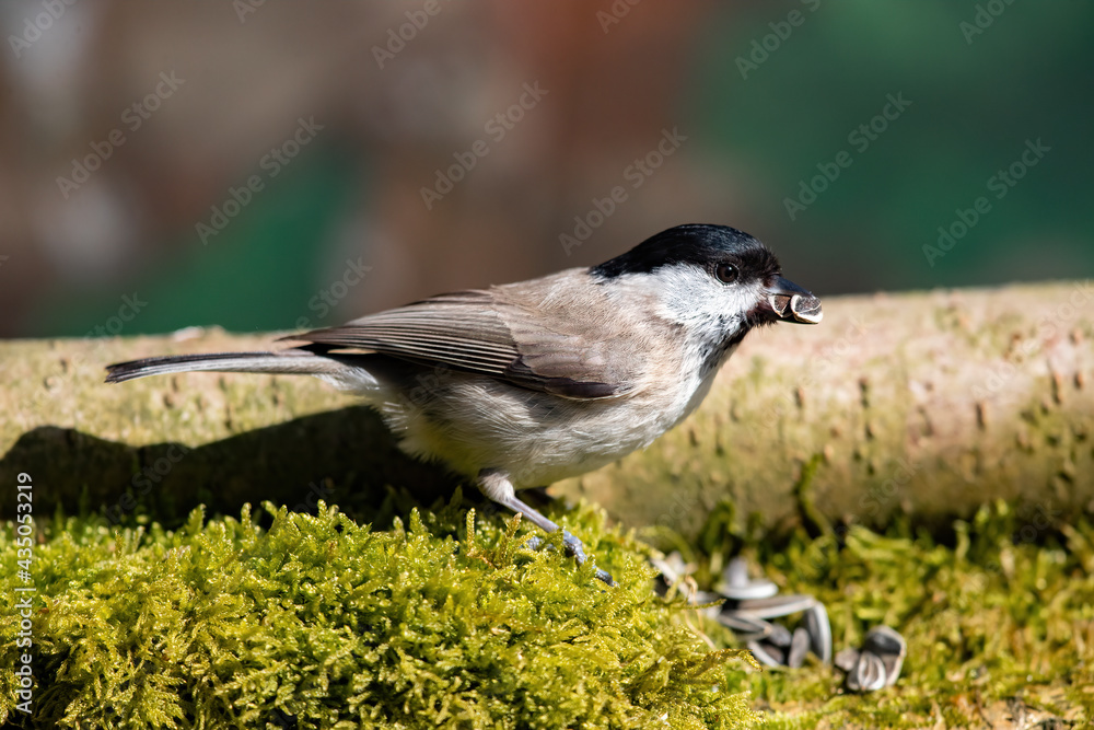 Fototapeta premium Sumpfmeise (Parus palustris)