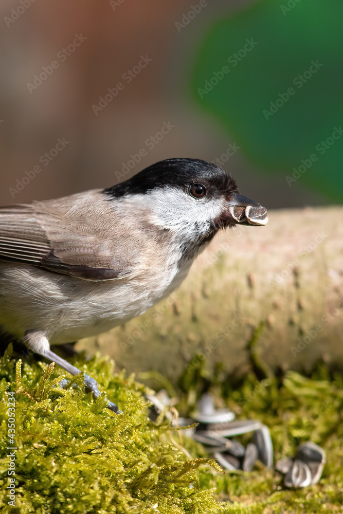 Fototapeta premium Sumpfmeise (Parus palustris)