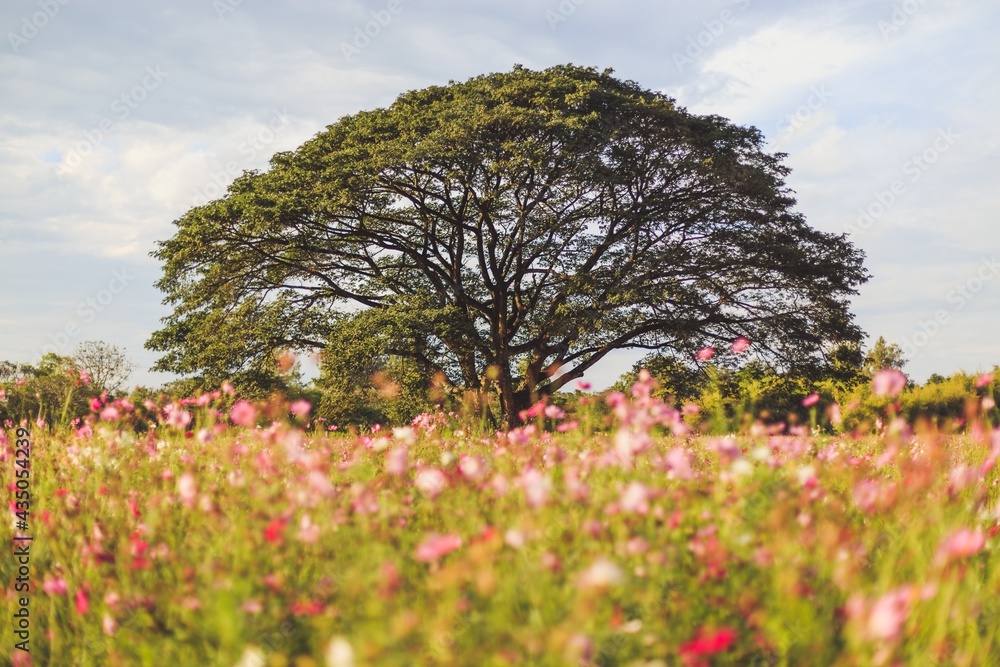 Rain trees in the cosmos field