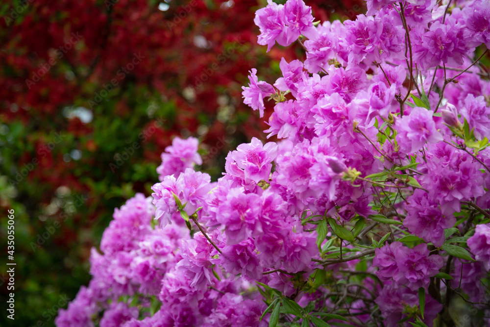 つつじ, 花, 庭, カラフル