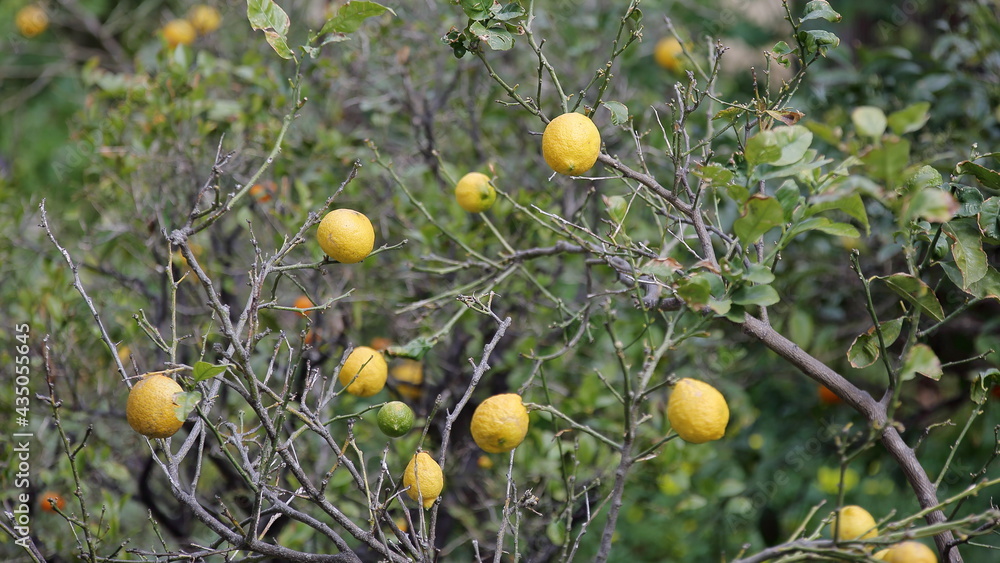 lemon tree in the garden