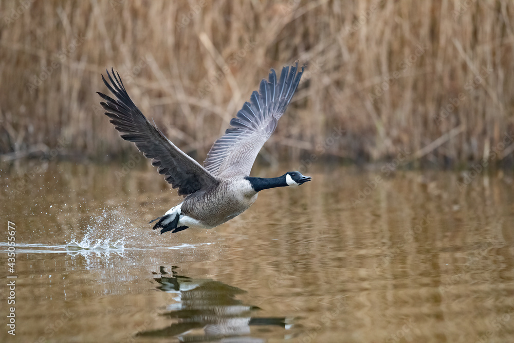 Fototapeta premium Eine Kanadagans im Tiefflug