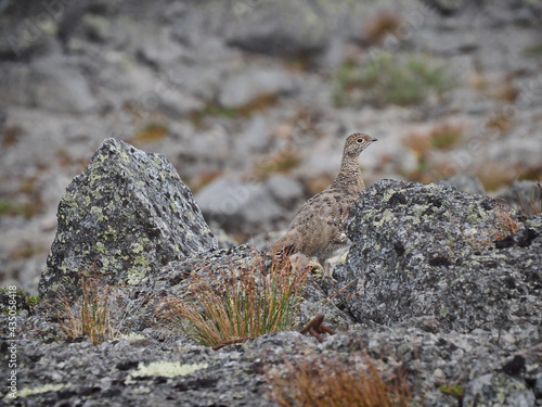 Spotted partridge lurking in the rocks in the Murmansk region