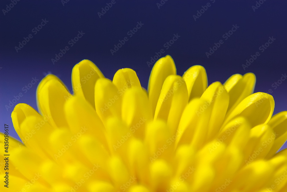 Fototapeta premium Beautiful small yellow chrysanthemum isolated on a deep blue blurry background. Macro shot of bright spring flower petals. Yellow mums flowers image. A present for Mother's Day and other holidays.