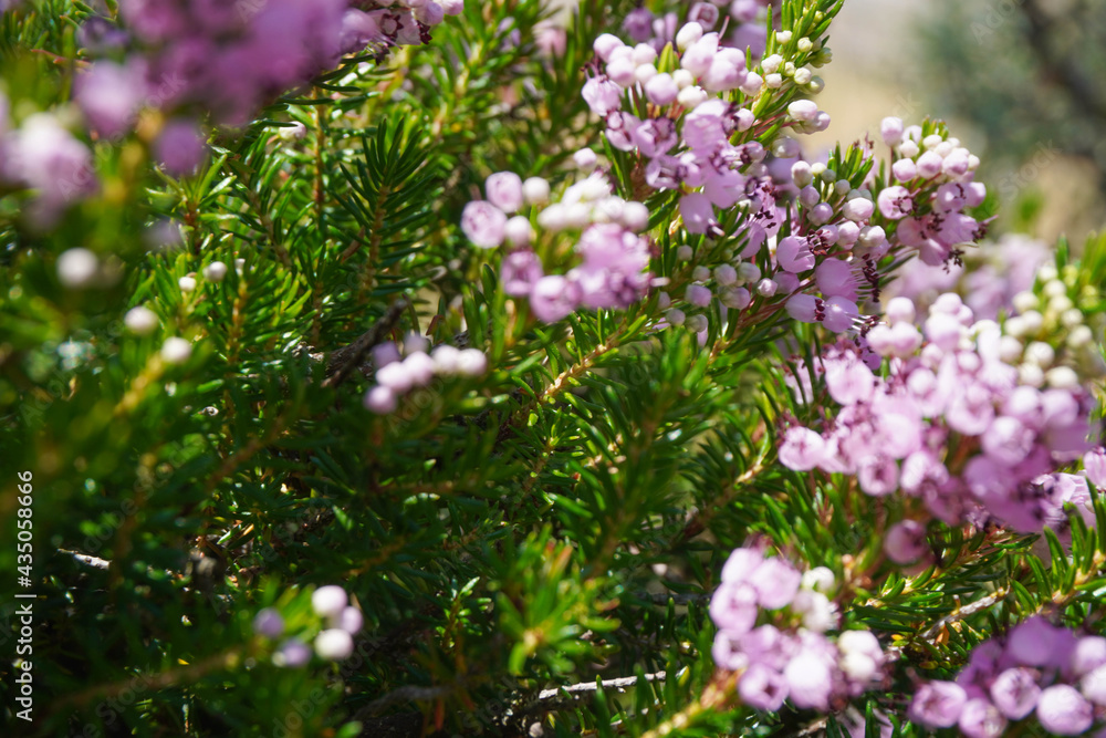 Green heather with purple flowers