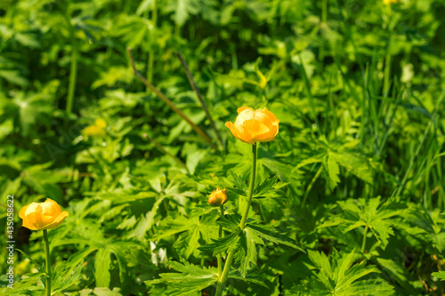 Globeflower yellow spring flowers on blurred green meadow natural background. Close up. Selective soft focus. Shallow depth of field. Text copy space.