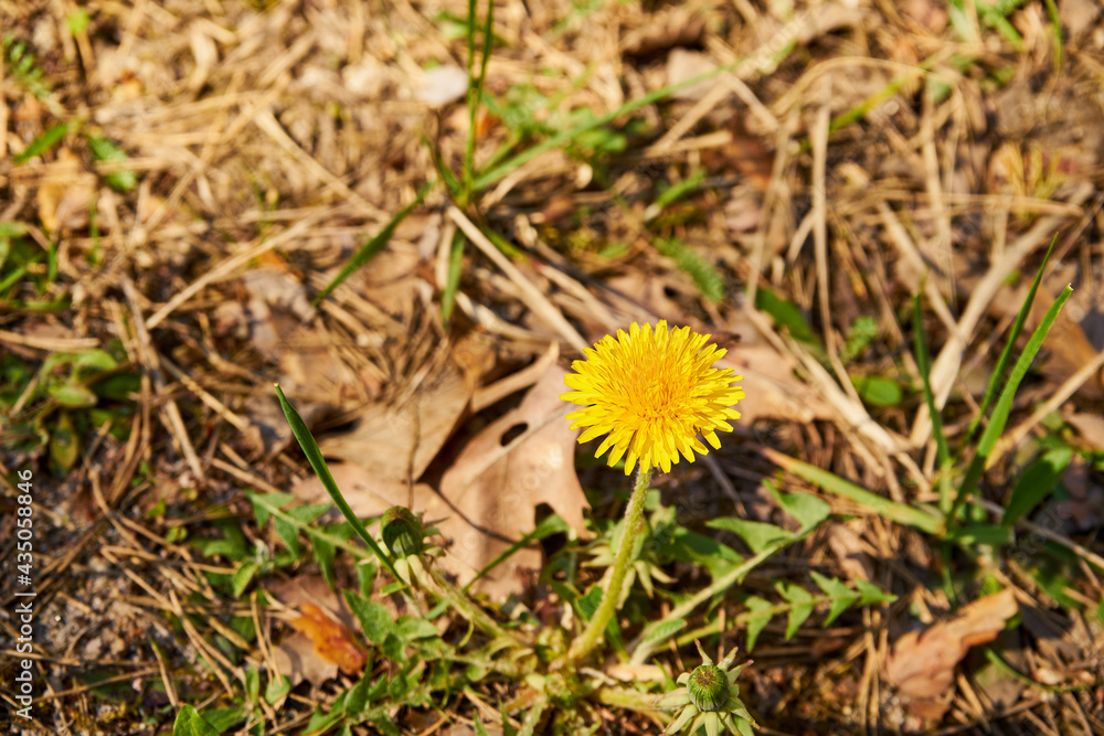 Sonchus oleraceus ,mlecz ,łąka Sonchus oleraceus ,mlecz ,łąka