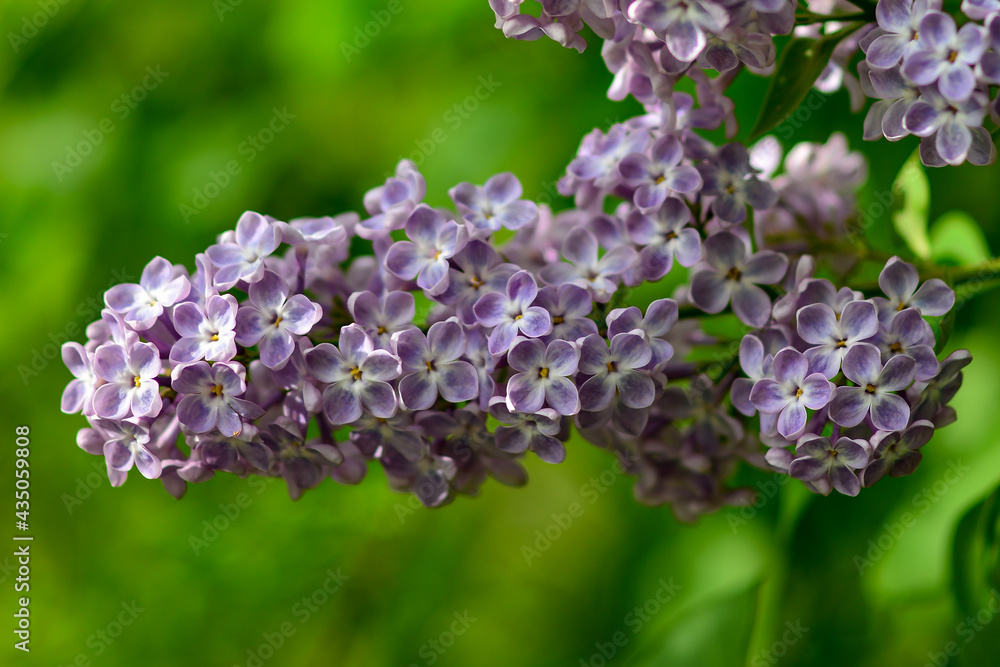 Lilac. Colorful purple lilacs blossoms with green leaves. Floral pattern Lilac. Colorful purple lilacs blossoms with green leaves. Floral pattern