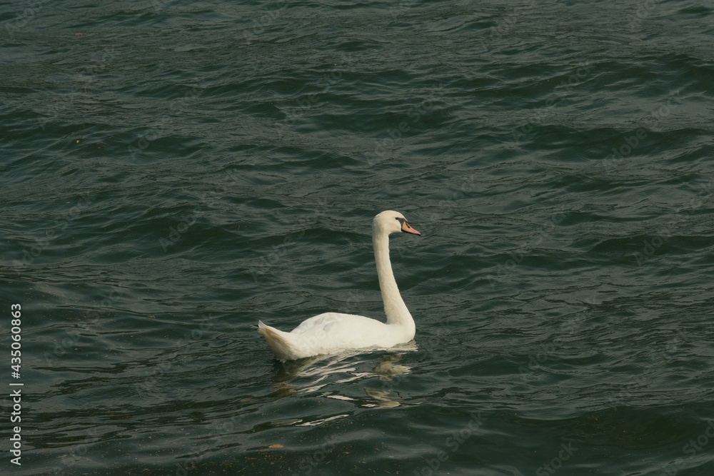 Un cigno sulle acque del lago di Como.
