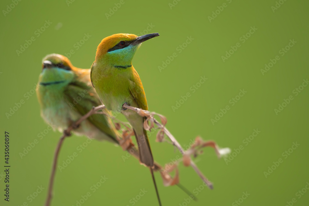 Little green bee Eater Little green bee Eater
