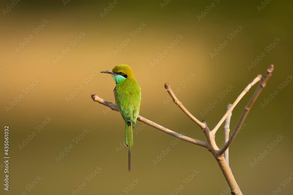 Obraz premium Little green bee Eater 