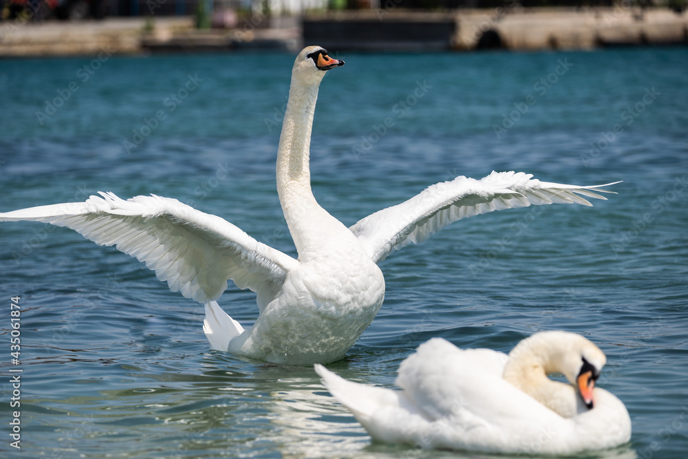 Fototapeta premium Swans in Hyde park lake