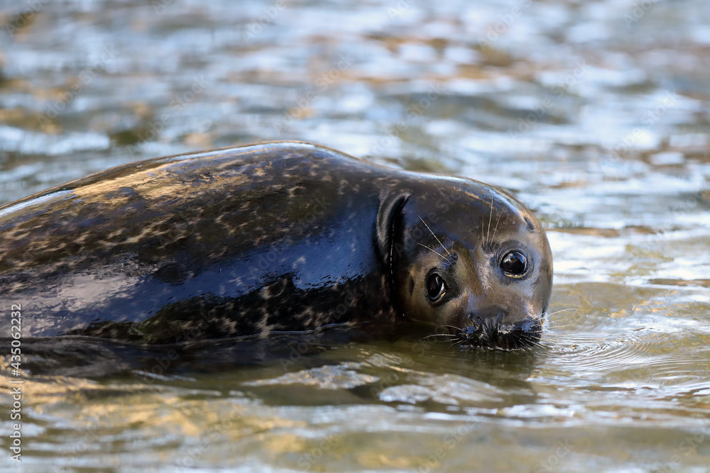 Fototapeta premium The harbor or harbour seal (Phoca vitulina), also known as the common seal, portrait.