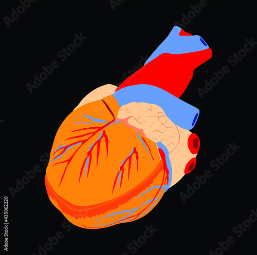 Human heart vector illustration isolated on black background. Organ transplantation, safe life concept. Medical education, human surgery.