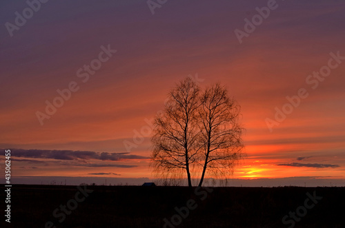 2 lonely birches among farmland. Beautiful sunset.