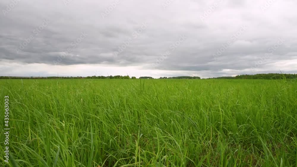 Summer field with green grass and flowers. Summer field with green grass and flowers.