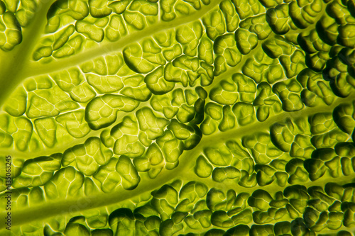 Foto Kale Leaf close up