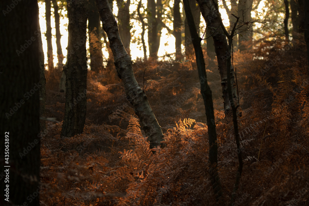 Obraz premium Tree branches touched by sunlight. Red ferns in the Morning in the Dutch nature reserve of the Amsterdamse Waterleidingduinen. A dune area near Zandvoort and Amsterdam. Dutch landscape.