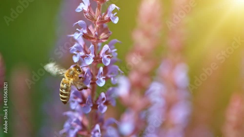 Close up of honey bee flying and collecting nectar pollen around garden sage flowers (salvia officinalis). Super slow motion filmed at 1000 fps.