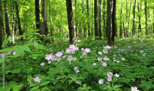 Fototapeta Naklejka Na Ścianę i Meble -  The beauty of nature is captured with the blooming of wild geraniums in the woods in spring.