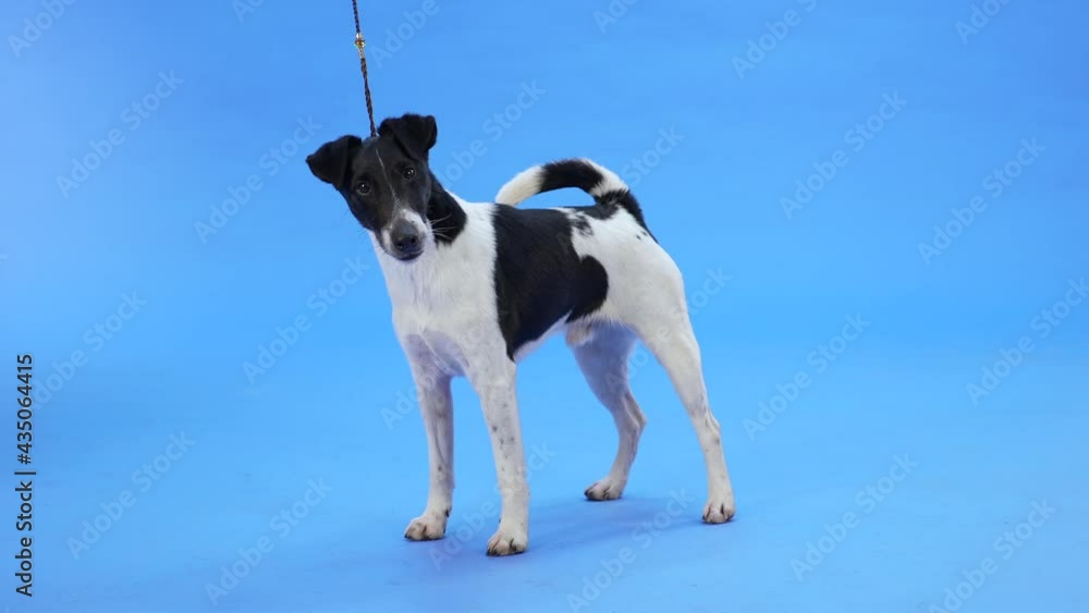 A smooth fox terrier on a leash stands full length in the studio against a blue background. An obedient pet is ready for a walk. Slow motion. Close up. A smooth fox terrier on a leash stands full length in the studio against a blue background. An obedient pet is ready for a walk. Slow motion. Close up.