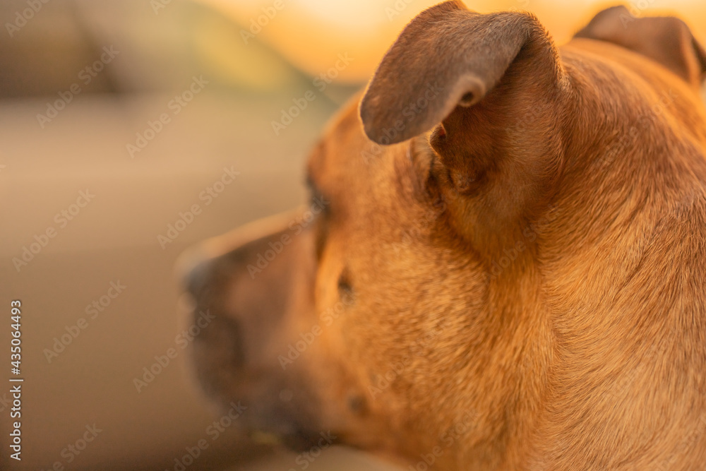 Portrait of a brown male dog mixed breed with drooping ears looks on the car background. Pet waiting the owner concept. Close-up. Light red, orange color of dog hair