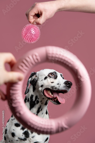 Dog before choosing toys. Dalmatian looks at soft toy and ball on pink background. Dog training concept. Let's play with dog. Copy space