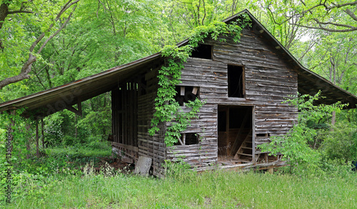 An old abandoned tobacco barn with vines and overgrowth. © Jack