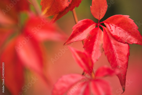 Red vibrant leaves growing in Germany in autumn.