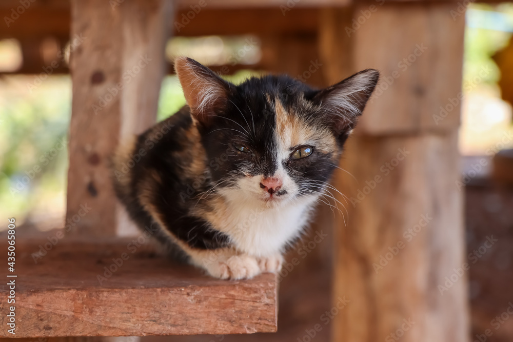 The cute kittens are hungry