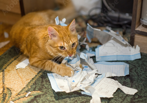 The cat plays with the torn sheets of the book.