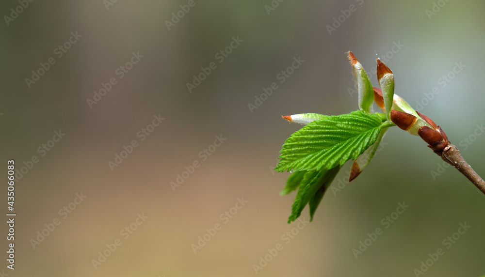 Opening green leaf, buds. Positioned to the right of the image, the background is blurred. Background, postcard. Opening green leaf, buds. Positioned to the right of the image, the background is blurred. Background, postcard.