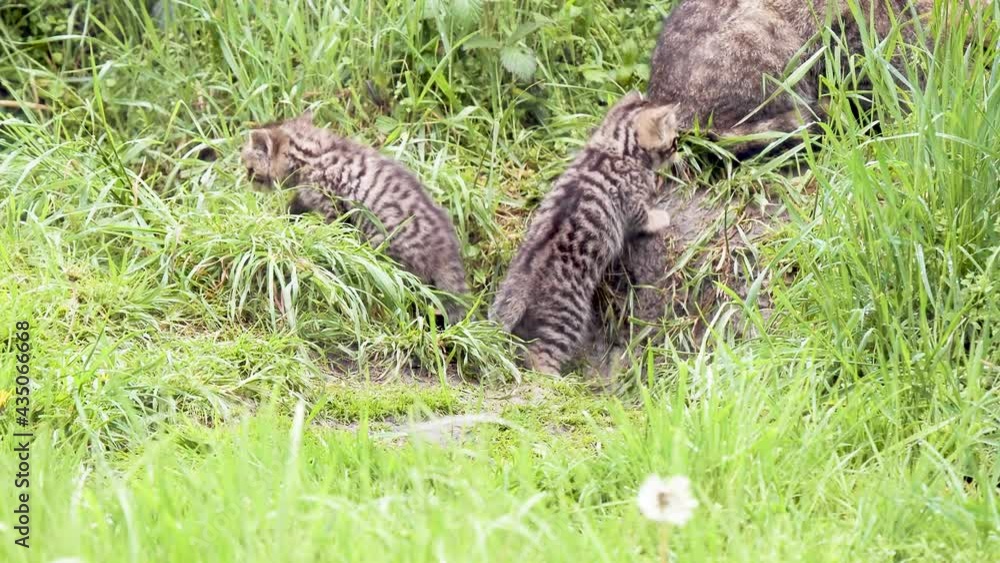 Scottish Wildcat Kitten Scottish Wildcat Kitten