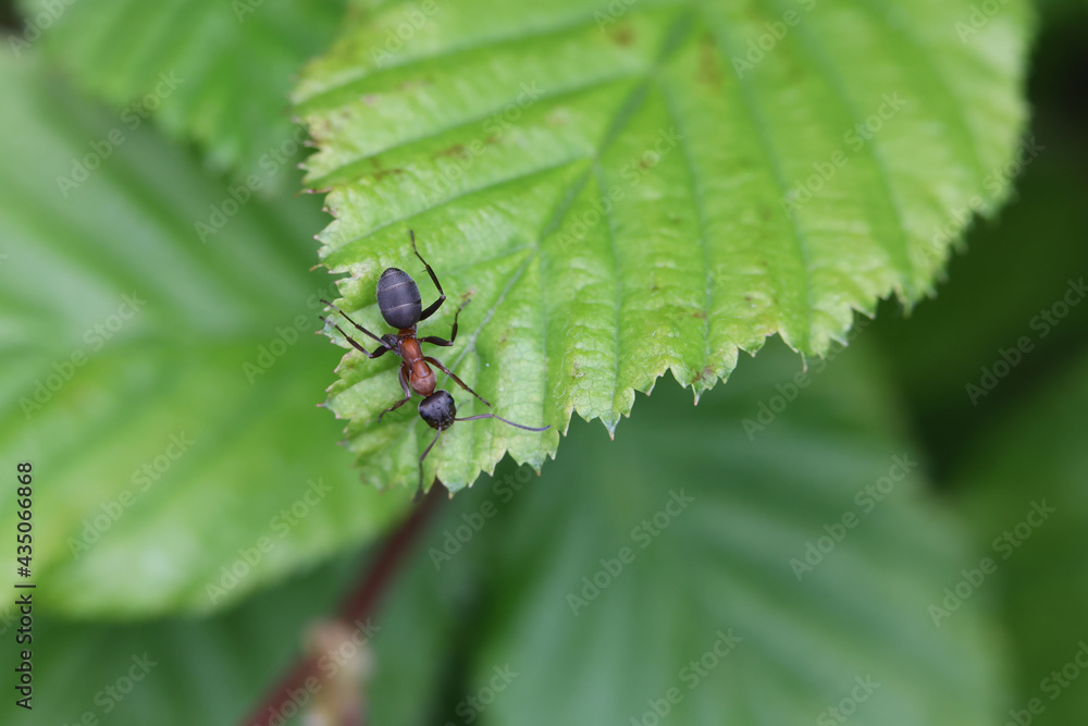 The ant is crawling on the plant The ant is crawling on the plant