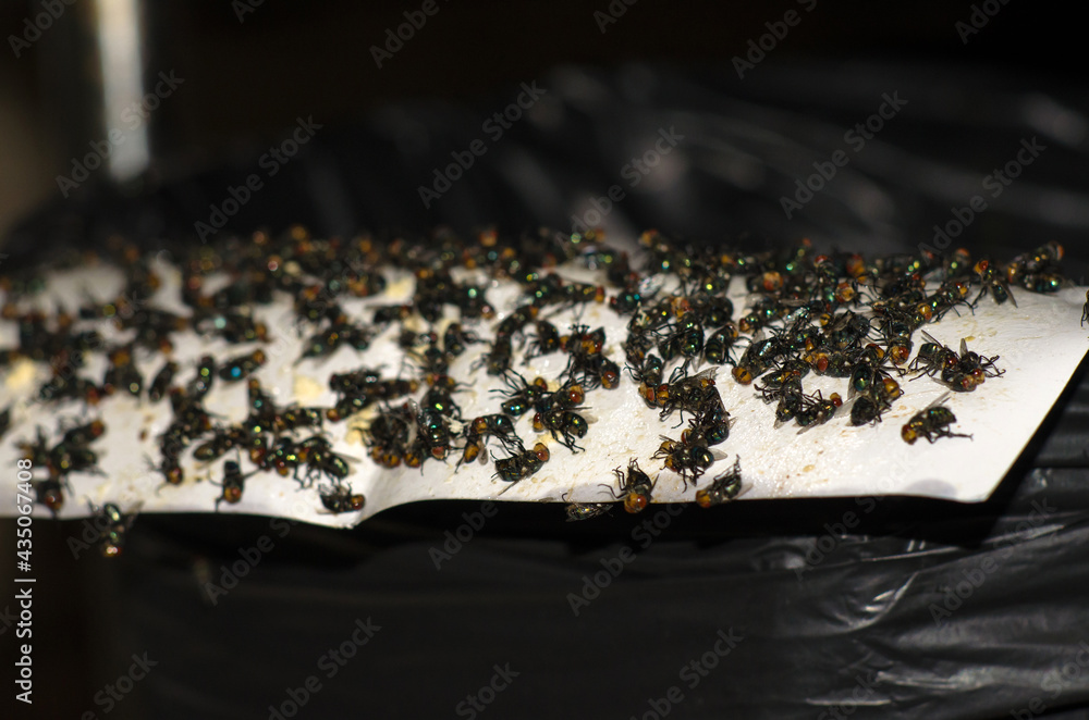 Group of flies is trapped glue on paper. It is an insect that is a carrier of cholera and dirty. Soft focus and blur.