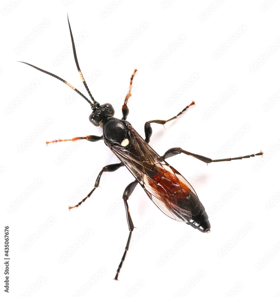 ichneumon, wasp, coelichneumon, viola, isolated, white, ichneumonidae ...