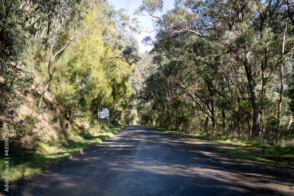 Obraz premium road in the forest