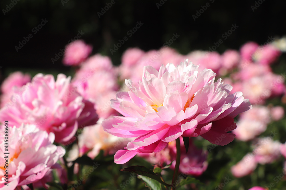 Peony profile view Peony profile view