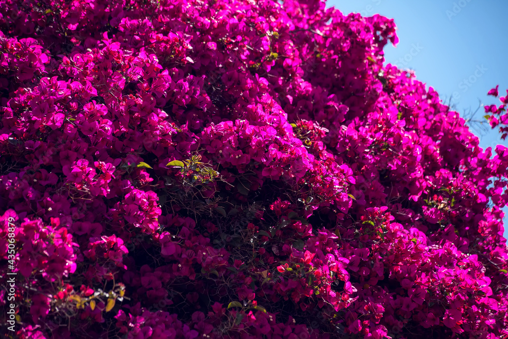 Bougainvillea tree with purple flowers. Nature and plant concept